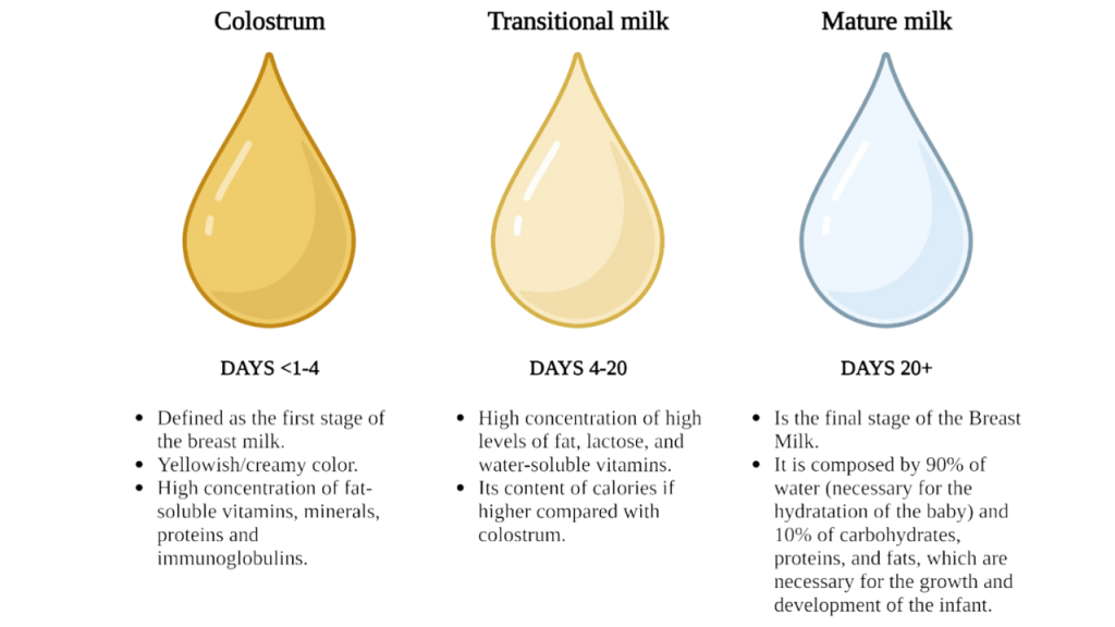 Stages-of-breastmilk-development